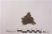 藏品(羽蘚科)的圖片
